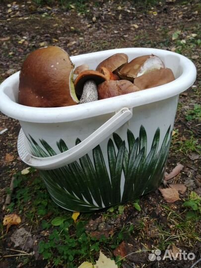 Грибы молодые