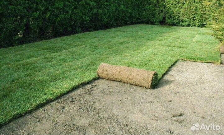 Рулонный газон