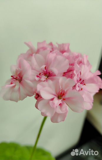 Пеларгония герань розовая