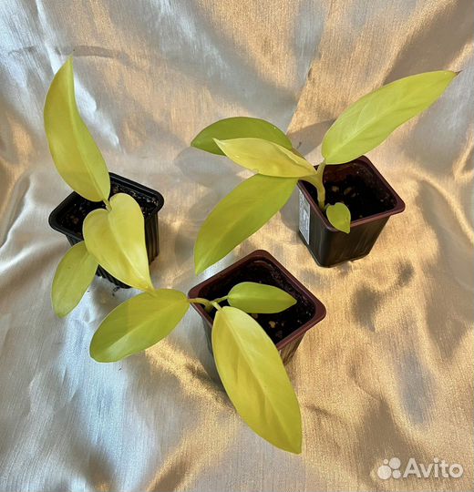 Филодендрон Голди Лок