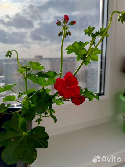 Пеларгония герань сортовая