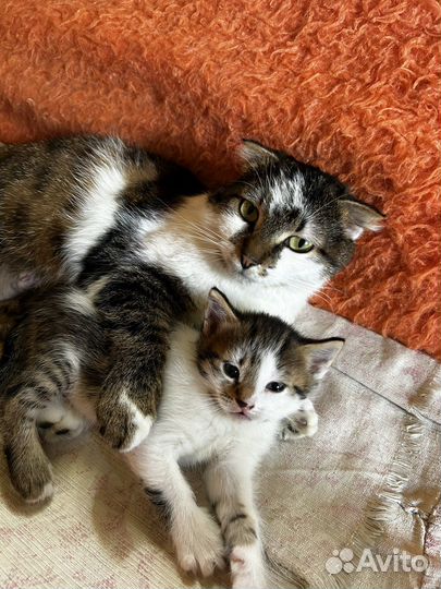 Котята в добрые руки бесплатно