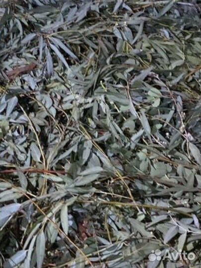 Листья эвкалипта