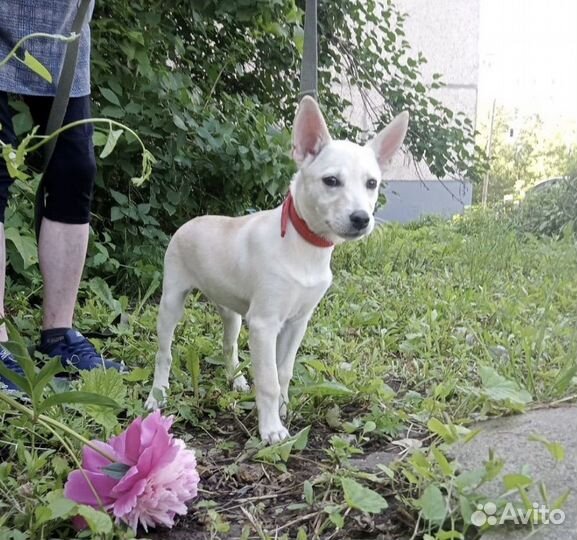 Щенок в ожидании семьи