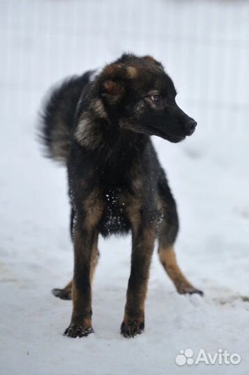 Щенуля в добрые руки