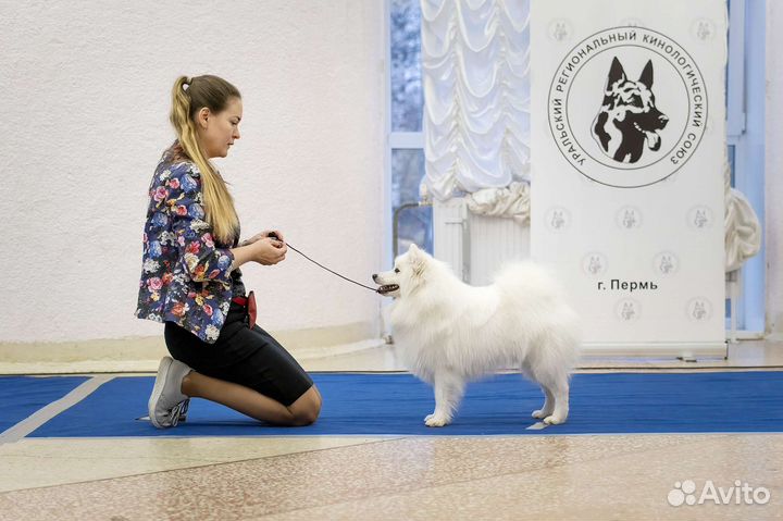 Японский шпиц вязка