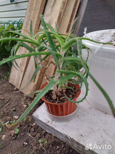 Алоэ столетник