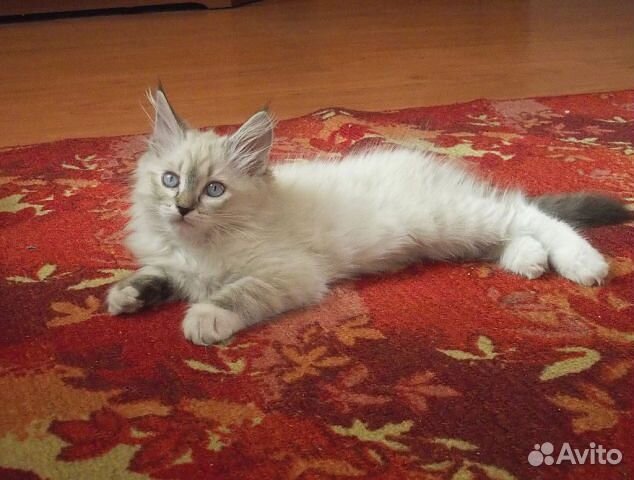 Котята сибирские и невские