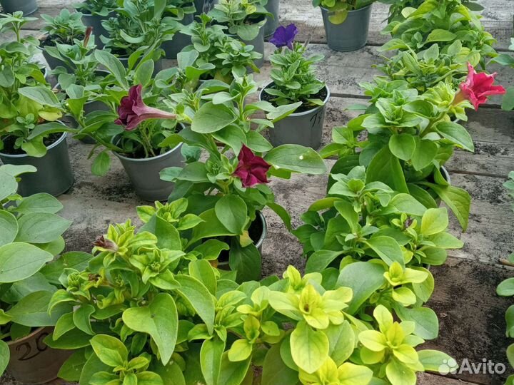 Цветы катарантусы