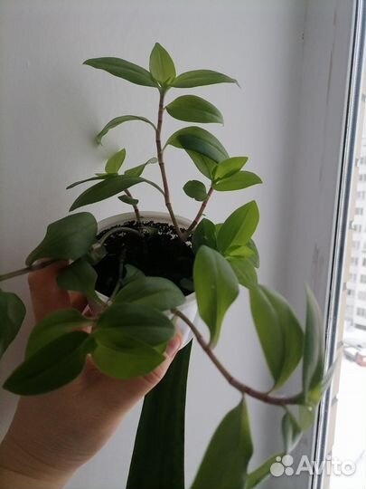 Традесканция