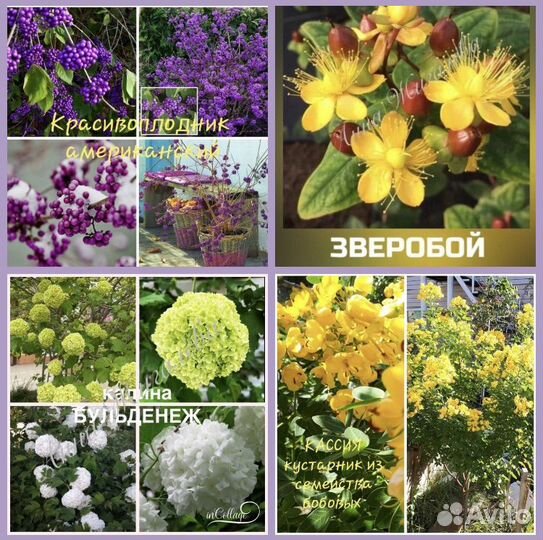 Красивоплодник, калина Бульдонеж