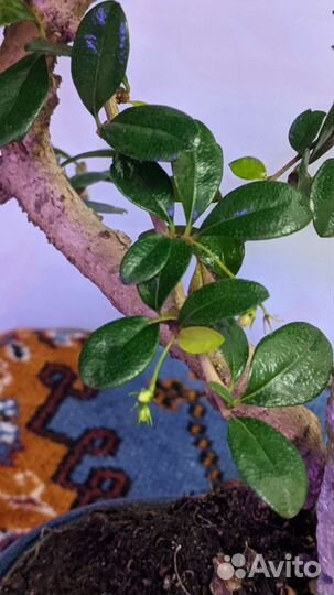 Бонсай Кармона цветущий