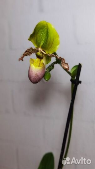 Орхидея Пиноккио, Пафиопедилум примулинум