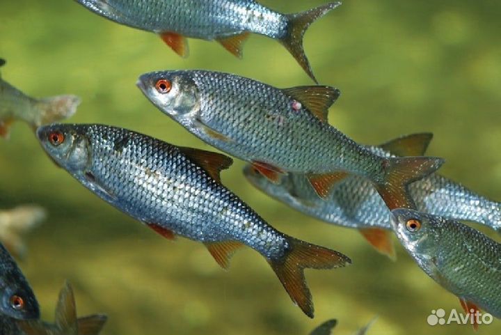 Живец для рыбалки