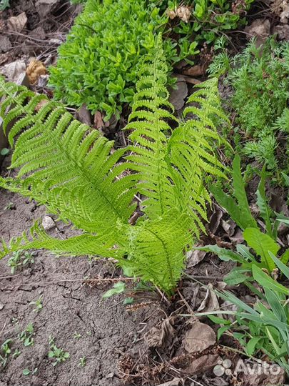 Папоротник садовый