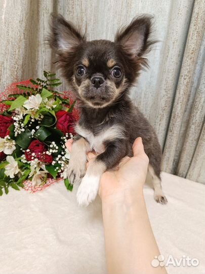 Чихуахуа мальчик