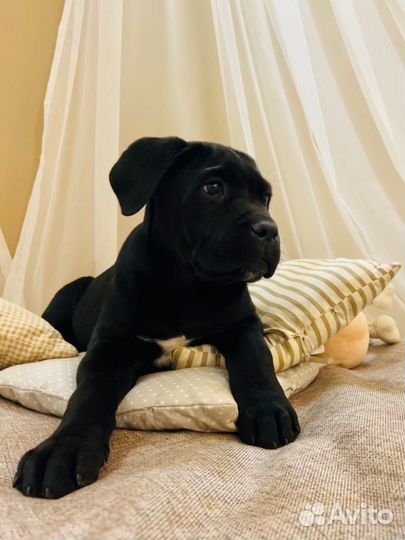 Щенок мальчик Кане Корсо