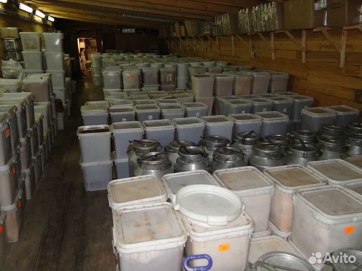 Мед оптом. Васильковой мёд