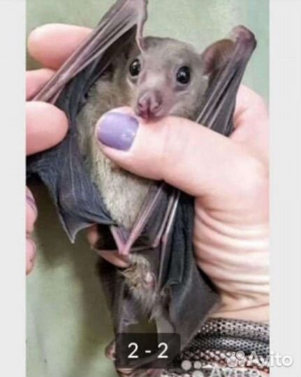 Нильский крылан