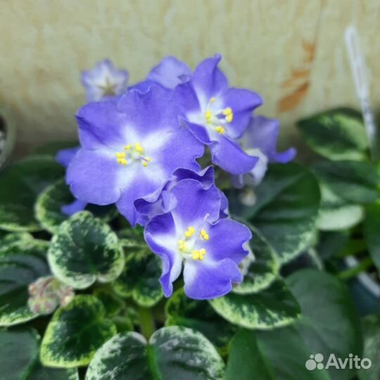 Сортовые фиалки