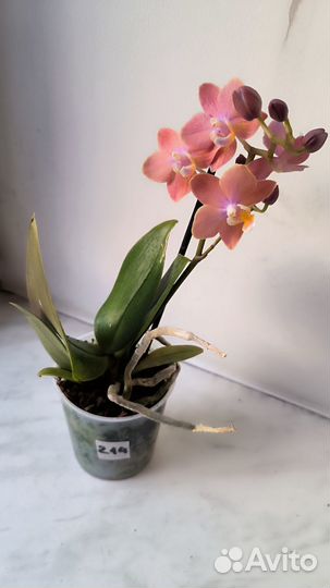 Орхидеи фаленопсис ароматные цветущие