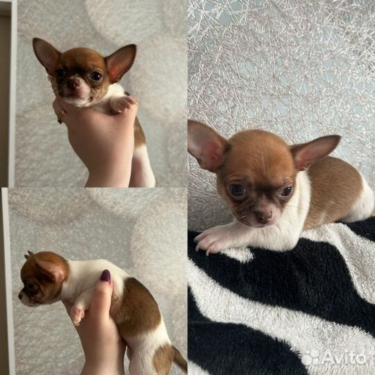 Щенки чихуахуа мини