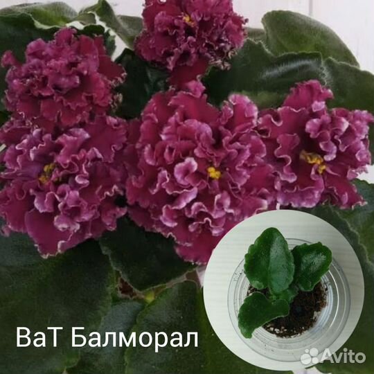 Фиалки сортовые детки, листы