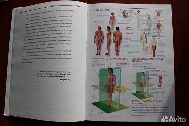 Атлас анатомии человека для художников