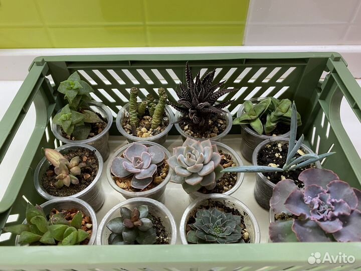 Суккуленты 5+1