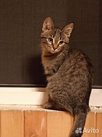 Котенок 3 месяца