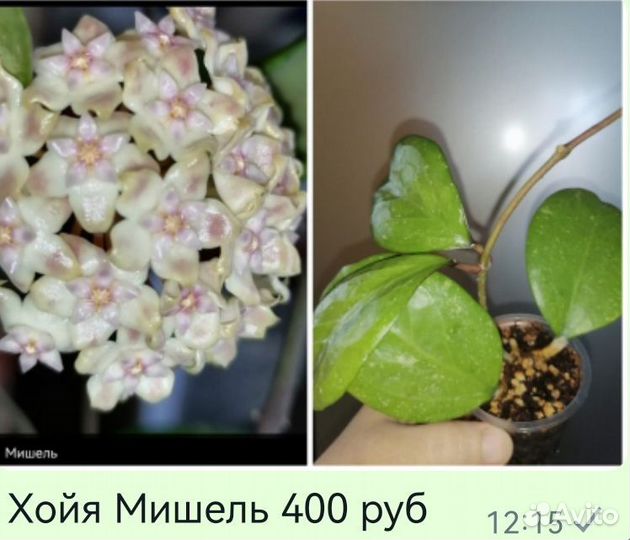 Сортовые хойи