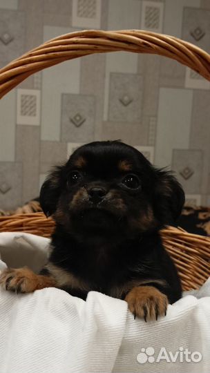 Щенки чихуахуа