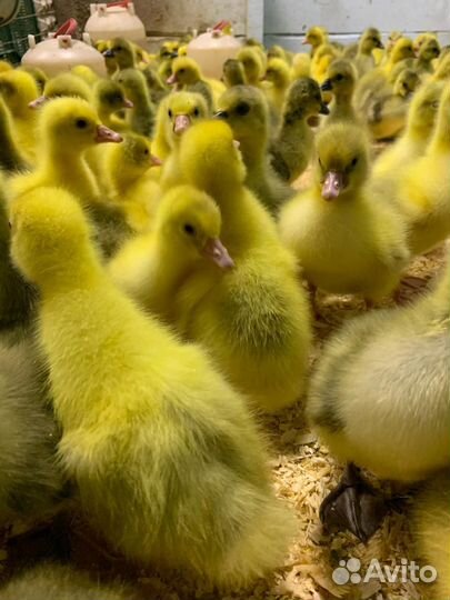 Гусята и утята