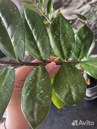 Замиокулькас