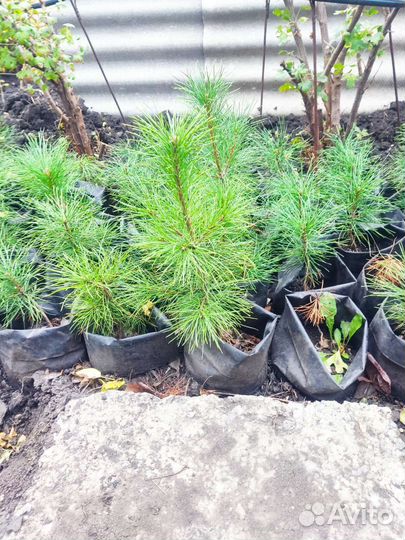 Саженцы кедра