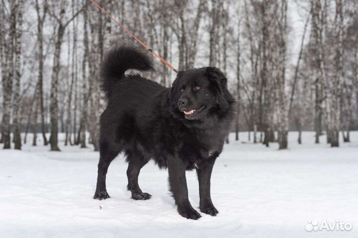 Улыбчивый Атос в поисках дома