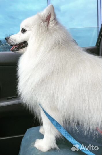 Японский шпиц вязка