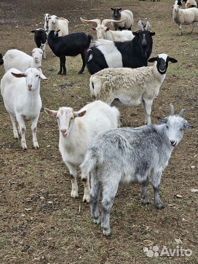 Козы на мясо