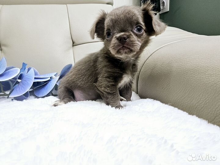 Чихуахуа мальЧишки