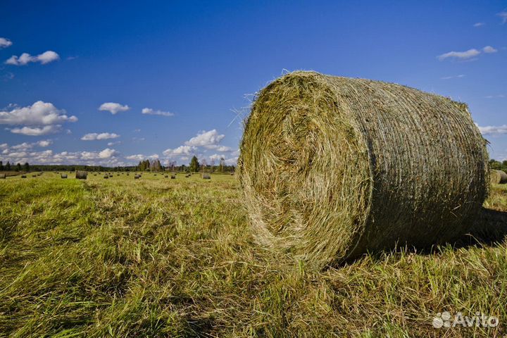 Продам сено в рулонах свежий укос