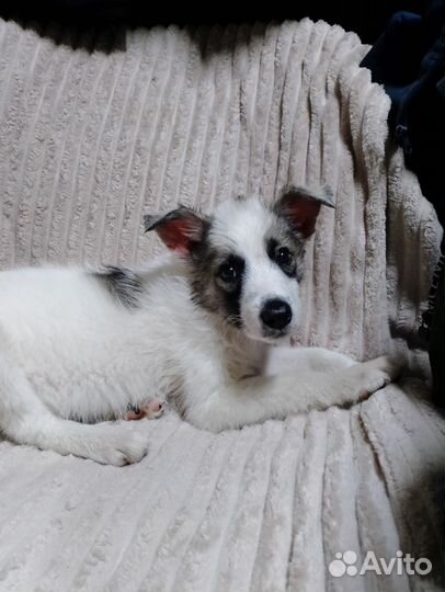 Собачка в добрые руки