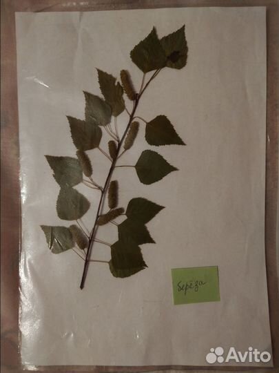 Гербарий