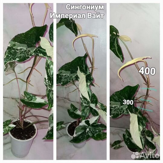 Филодендроны сортовые,сингониумы,фикус,орхидея