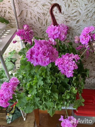 Взрослые кусты сортовых пеларгоний