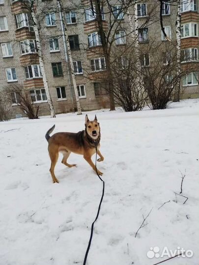 Крутейший пёс ищет дом