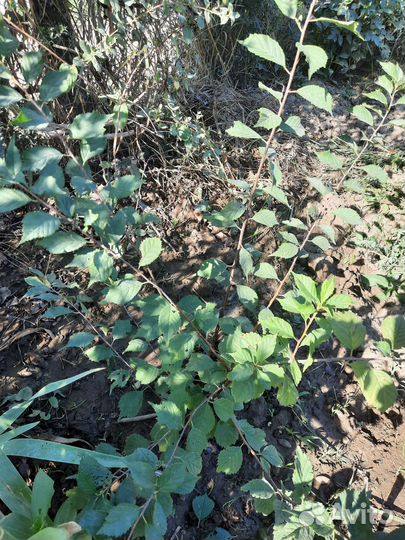 Миндаль декоративный саженцы