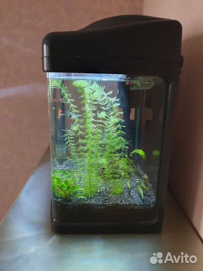 Аквариум