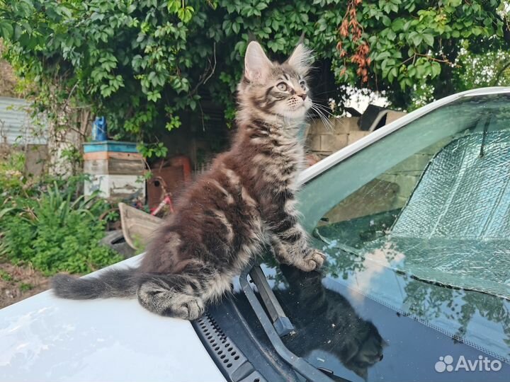 Продаются котята