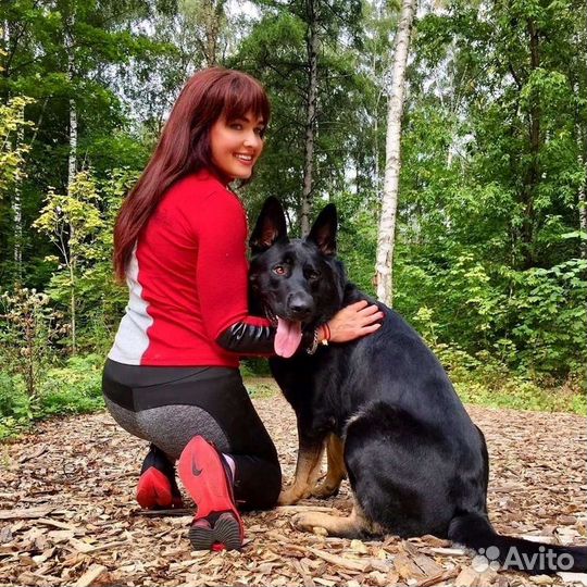 Дрессировка,коррекция,передержка,зоотакси