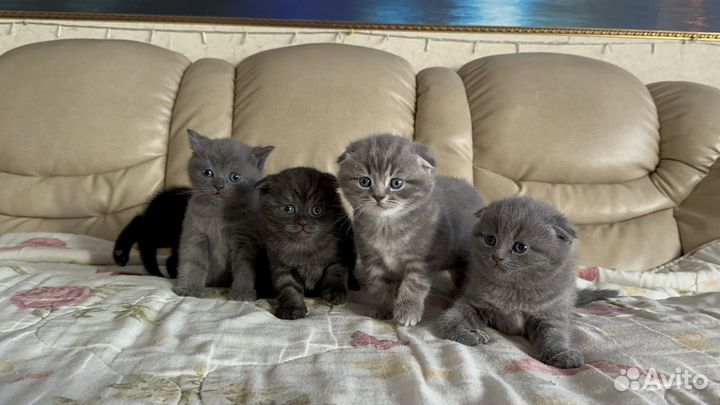 Шотландские котята